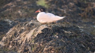 Photo d&rsquo;une mouette m&eacute;lanoc&eacute;phale sur un rocher 